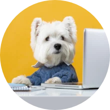 Secțiune în lucru!